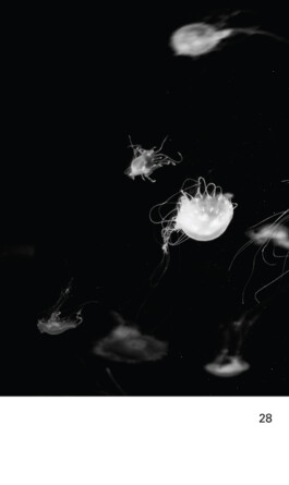 Tracy Maurice