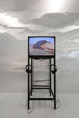 Tracy Maurice